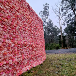 beautiful pink rose flower wall hire melbourne