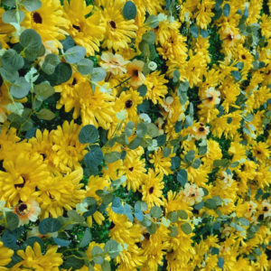 flower wall sun flowers hire melbourne