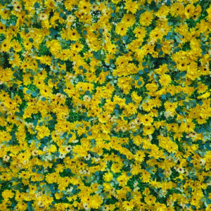 flower wall sun flowers hire melbourne